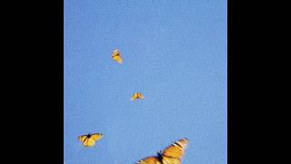 Fiji Blue  Butterflies [upl. by Desmond826]