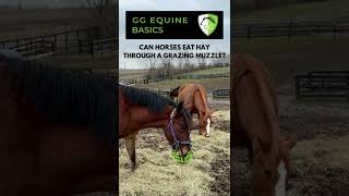 Can a Horse Eat Hay Through a Grazing Muzzle [upl. by Abbey]