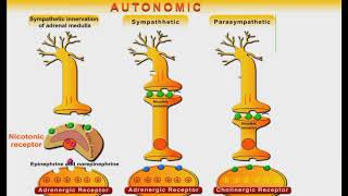 Autonomic Nervous System animation [upl. by Ecilegna]