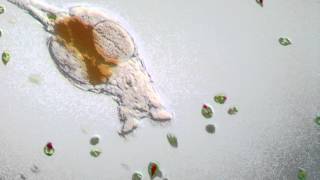 Rotifer  Philodina roseola [upl. by Denie]