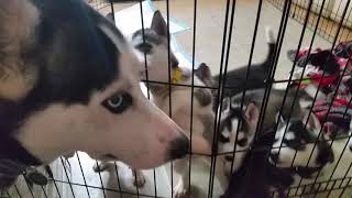 Husky Puppies Cry For Momma  Hello Puppies 03 [upl. by Assilam]