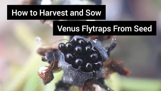 How to Harvest and Sow Venus flytraps From Seed [upl. by Goldi]