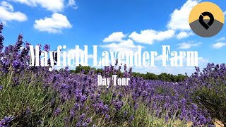 Mayfield Lavender Farm  Day Tour [upl. by Yorztif]