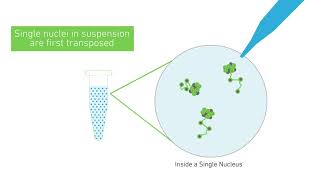 How it Works  Chromium Single Cell ATAC Solution [upl. by Mann866]