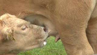 Kälbchen trinkt Milch von der Kuh Calf drinking milk from the cow [upl. by Kcid378]