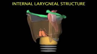 Larynx Animation [upl. by Ahsimot761]