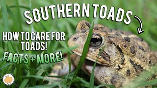 10 FACTS About SOUTHERN TOADS  Southern Toad Care [upl. by Kiona859]