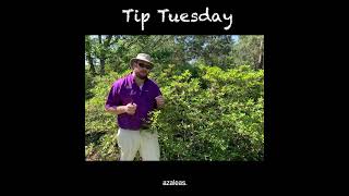 When and How to Prune Azaleas [upl. by Lucia]