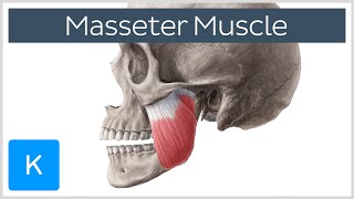 Masseter Muscle Origin Insertion Innervation amp Function  Anatomy  Kenhub [upl. by Lemar]