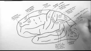 Brain Anatomy 2  Functional Cortical Anatomy Lateral Surface [upl. by Antonina5]