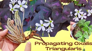 How to Propagate Oxalis TriangularisButterfly PlantLoam Soil vs Soilless medium bulb propagation [upl. by Adnovahs585]