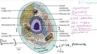 Biochemistry Lecture 1 Introduction [upl. by Ssidnac]