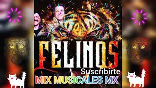 Los Felinos Mix [upl. by Sezen]