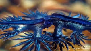 Blue Dragon Nudibranchs Glaucilla marginata [upl. by Aicinoid]