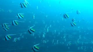 Schooling Bannerfish Heniochus diphreutes [upl. by Yanttirb]