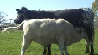 Overmarked British White Cow amp Heifer Calf Nursing [upl. by Aleedis]