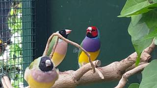 Gouldian Finches in aviary outside Gouldamadines in buiten voliere [upl. by Mabelle139]