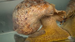 How a CrownofThorns starfish reacts to the smell of a Giant Triton [upl. by Nalorac]