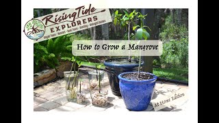 How to grow your own Mangrove [upl. by Aihsiek]