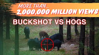 Buckshot vs HOGS  Population Control with 2 Shotguns [upl. by Krystalle538]