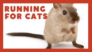 Cat TV Mice In Ultra Wide Angle  Mouse Squeaking playing and Squabble On screen 10 Hour 4k UHD [upl. by Nylitsirk419]