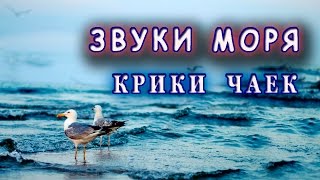 Звуки моря Крики чаек Спокойствие и умиротворение [upl. by Joscelin]