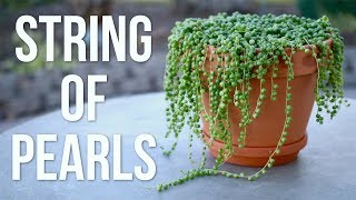 String of Pearls Care Guide  Garden Answer [upl. by Omik]