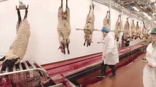 Video Tour of a Lamb Plant Featuring Temple Grandin [upl. by Nuhsed]