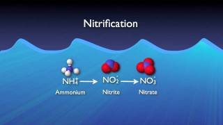 Nitrogen Removal Basics [upl. by Jolynn]