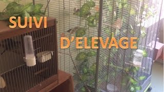 suivi délevage oiseaux exotiques  infos FAQ [upl. by Aitram]