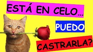 Se puede ESTERILIZAR CASTRAR a mi GATA si esta en CELO [upl. by Mulloy]