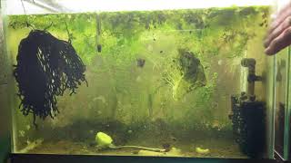 Scuds Daphnia Cherry Shrimp Copepods My aquatic food culture [upl. by Audra]