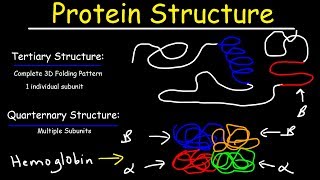 Protein Structure  Primary Secondary Tertiary amp Quarternary  Biology [upl. by Ahsenaj437]