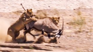 Two Lions Take on Oryx  Natural World Desert Lions  BBC Earth [upl. by Darlleen21]