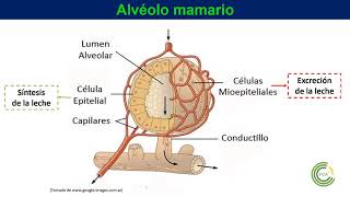 Anatomía de la Glándula mamaria [upl. by Bolitho914]