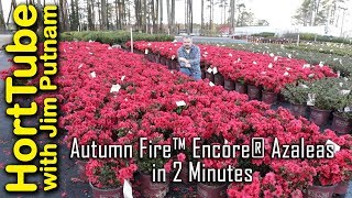 Autumn Fire™ Encore® Azaleas in 2 Minutes [upl. by Riancho675]