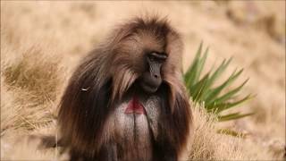 Gelada Baboons of Ethiopia [upl. by Armington427]