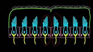 Utricle and saccule Physiology Balance [upl. by Tnomyar]