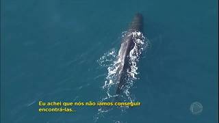 Câmera Record consegue imagem rara da baleia cachalote a rainha dos mares da Nova Zelândia [upl. by Dorrie]