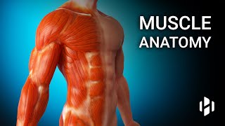 Anatomy of Human Muscles [upl. by Newmark191]