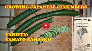 Growing Japanese Cucumbers  Yamato Sanjaku  2 foot long [upl. by Cavanaugh773]