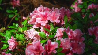 How to Prune Your Reblooming Encore Azaleas [upl. by Maxama668]