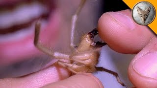 Ahhh Camel Spider Chews My Finger [upl. by Imim309]