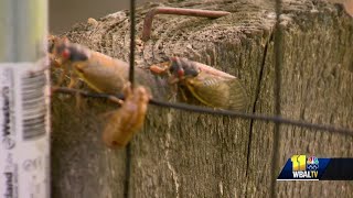 The bug guy explains everything cicada [upl. by Nussbaum]