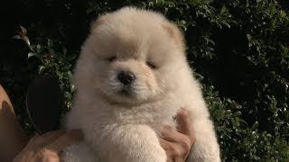 Brushing a Fluffy Chow Puppy [upl. by Mikah]