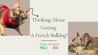 French Bulldog Pros And Cons  Should You Get A Frenchie [upl. by Yrrah]