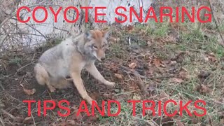 Coyote snaring Tips and tricks [upl. by Giraud]