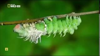 Insectos increíbles Documental Nat Geo [upl. by Amri771]