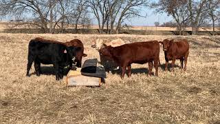 New Mineral Feeder for The Cattle [upl. by Etnud218]