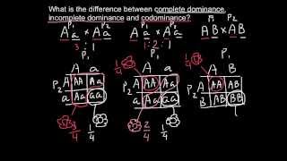 Complete Incomplete Dominance and Codominance  difference explained [upl. by Hollenbeck118]